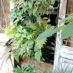 plant